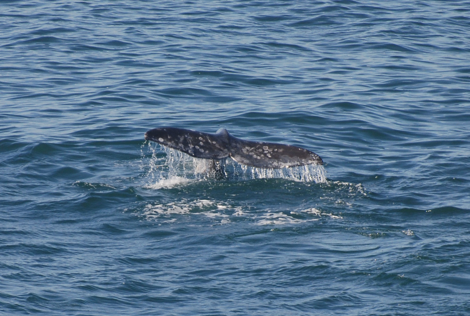 Whale Tail